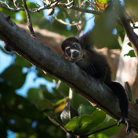 La Shamana - Ecological Concept In Jungle Villa Cahuita Eksteriør billede