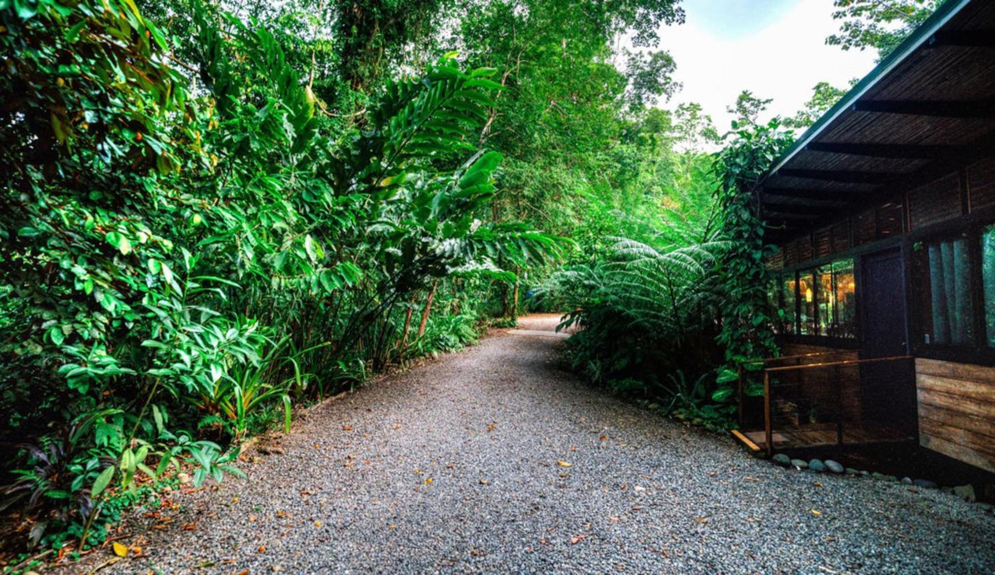 La Shamana - Ecological Concept In Jungle Villa Cahuita Eksteriør billede