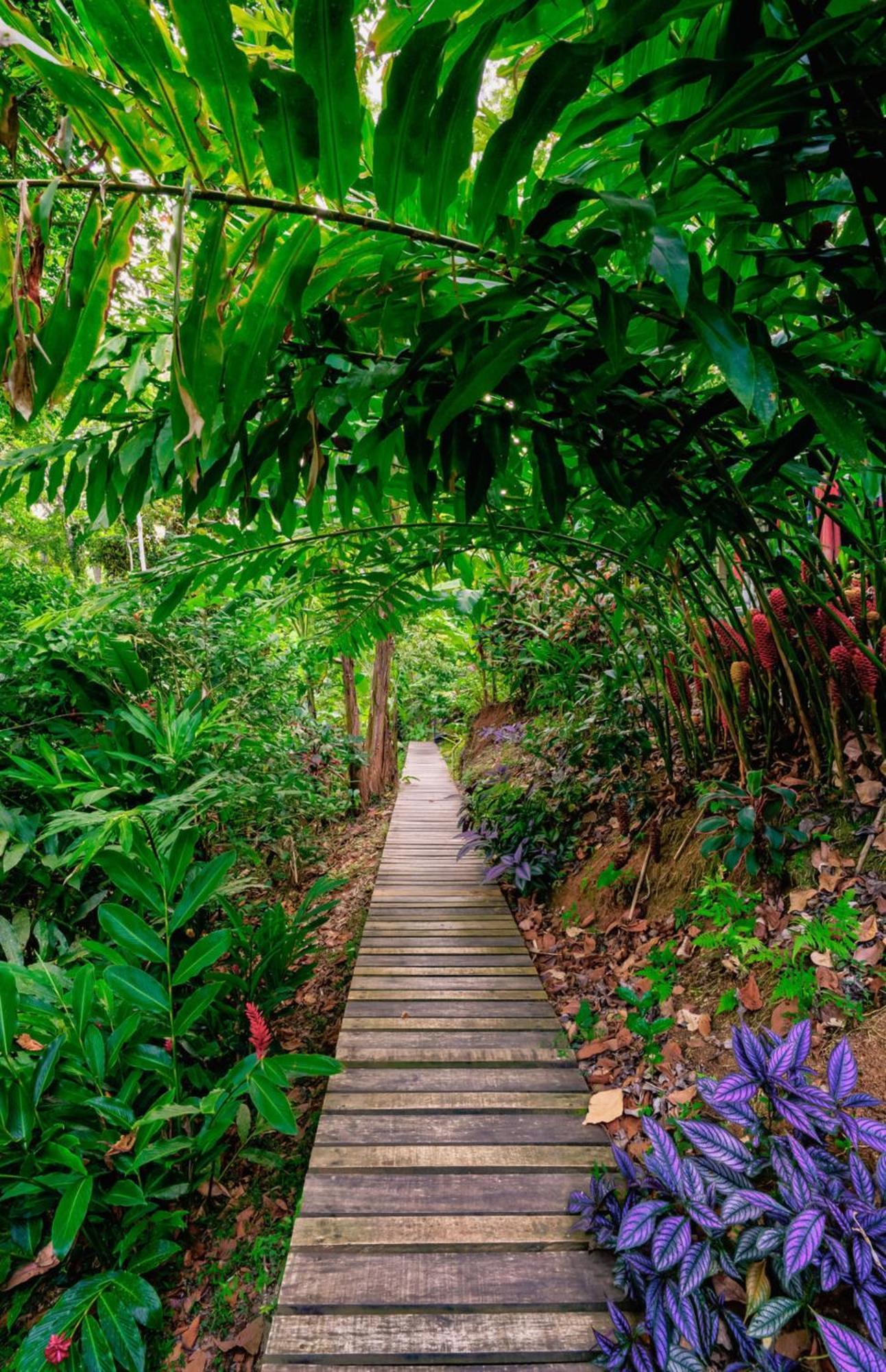 La Shamana - Ecological Concept In Jungle Villa Cahuita Eksteriør billede