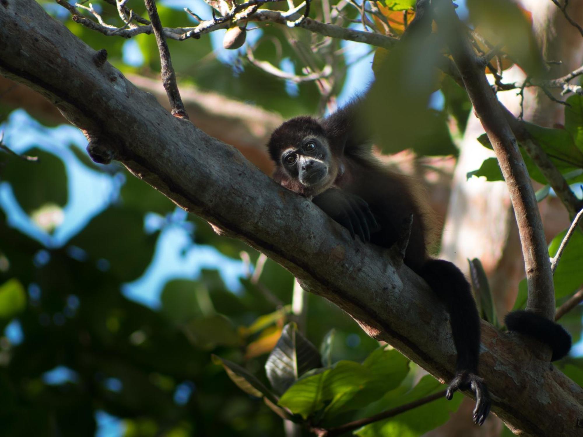 La Shamana - Ecological Concept In Jungle Villa Cahuita Eksteriør billede